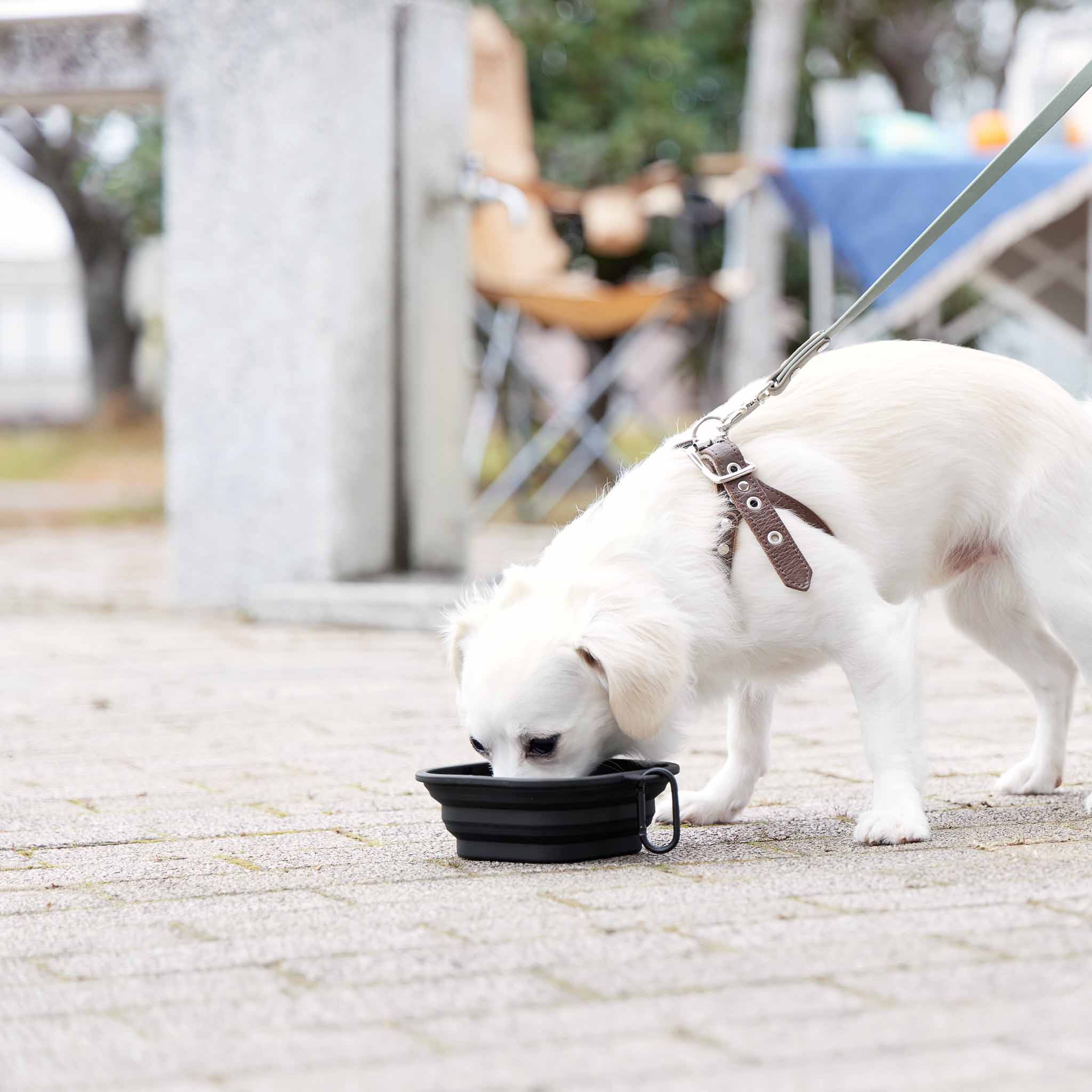 Foldable Pet Food Bowl S - Image 8