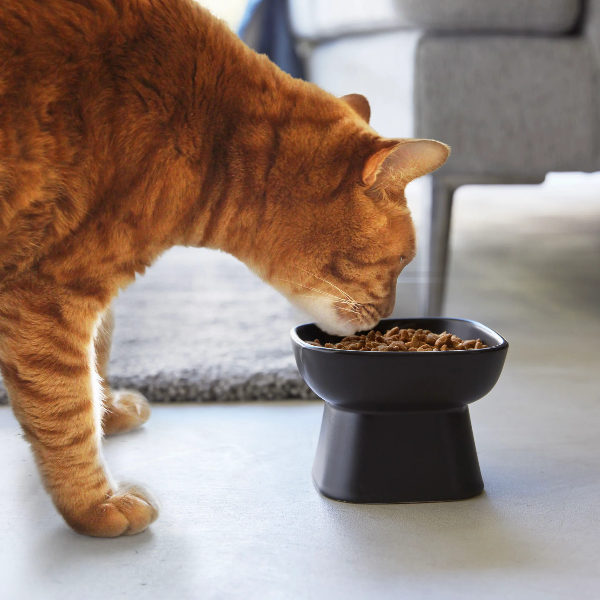 Ceramic Pet Food Bowl - Image 9